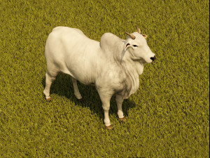 Photo realistic cattle Modelo 3D