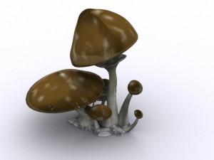 brown mushrooms Modelo 3D