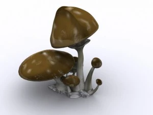 kahverengi mantarlar 3D Model