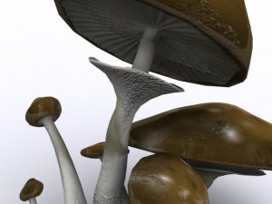 brown mushrooms 3Dモデル