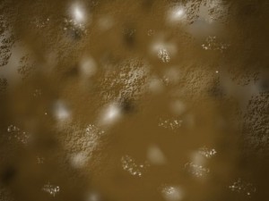brown mushrooms 3Dモデル