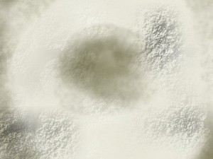 brown mushrooms 3Dモデル