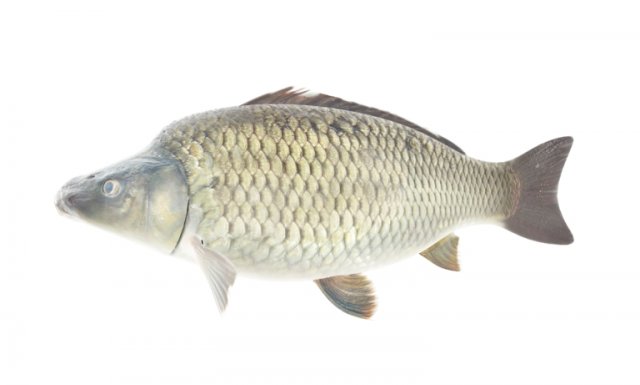 high detailed and animated carp fish 3D मॉडल .c4d .max .obj .3ds .fbx .stl .blend 