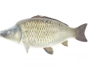 高细节和动画鲤鱼 3D 模型