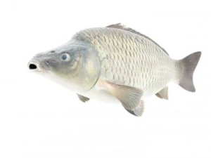 high detailed and animated carp fish 3D Model