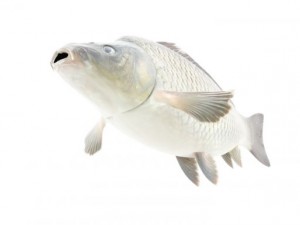 high detailed and animated carp fish 3D मॉडल