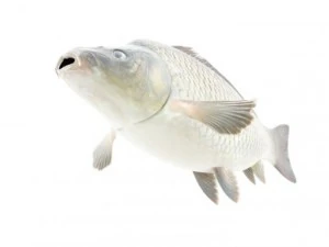 high detailed and animated carp fish 3D Model