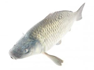 high detailed and animated carp fish 3D Model