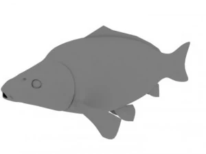 high detailed and animated carp fish 3D Model