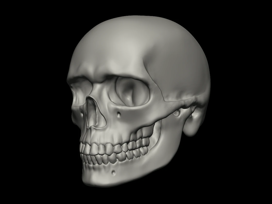 skull human 3D Model .c4d .max .obj .3ds .fbx .stl .blend 