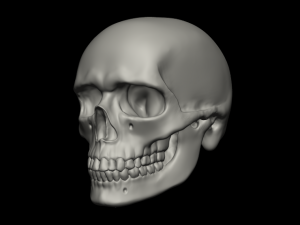 skull human Modèle 3D