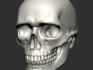 skull human 3D Model