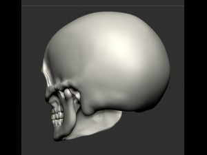 skull human 3D Model