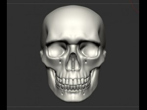 skull human 3D Model