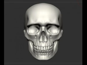skull human 3D Model