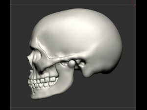 skull human 3D Model