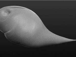 ghost shark 3D मॉडल
