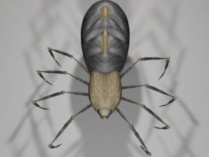 spider new with bones Modèle 3D