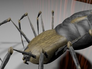 spider new with bones Modèle 3D