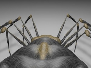 spider new with bones Modèle 3D