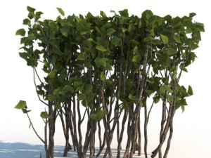 shrubs 3D Модель
