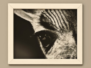 frames pack 2 3Dモデル