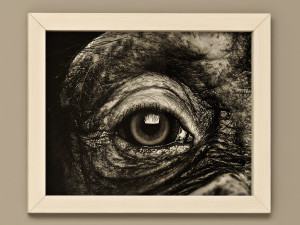 frames pack 2 3Dモデル