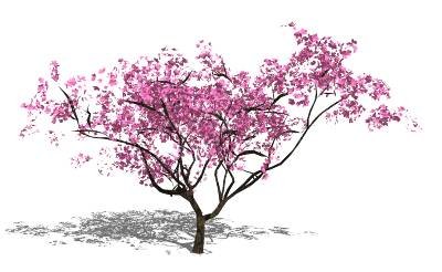tree Model 3D .c4d .max .obj .3ds .fbx .stl .blend 