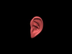 orelha Modelo 3D