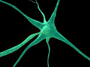 neurons Modello 3D