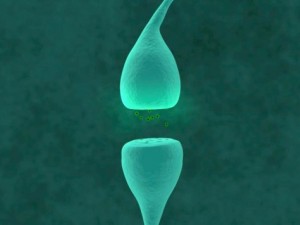 neurons 3D Model