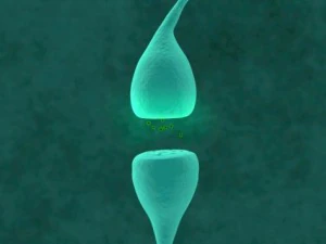 neurons 3D Model