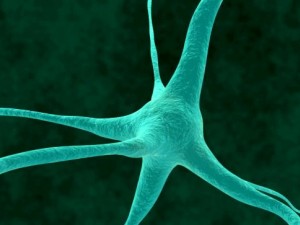 neurons 3D Model