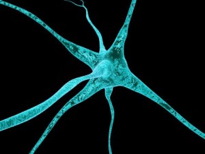 neurons 3D Model