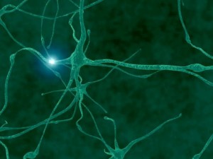 neurons 3D Model