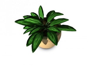 potted plant 3D मॉडल
