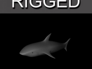 shark 3D Model
