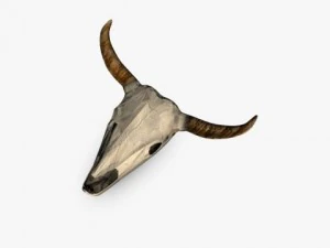 teschio di bufalo Modello 3D