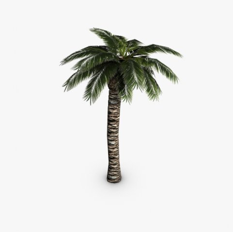 palm tree 3D 模型 .c4d .max .obj .3ds .fbx .stl .blend 