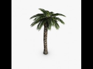 palm tree Model 3D