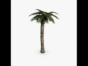 palm tree 3D 模型