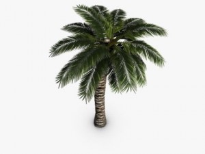 palm tree 3D 模型