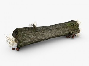 dead tree trunk with mushrooms Model 3D