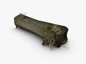 dead tree trunk with mushrooms 3D Model