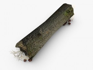 dead tree trunk with mushrooms Modelo 3D