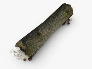 dead tree trunk with mushrooms 3D Model
