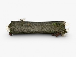 dead tree trunk with mushrooms Modelo 3D