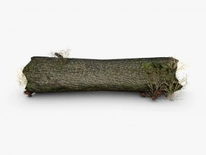 dead tree trunk with mushrooms 3D Model