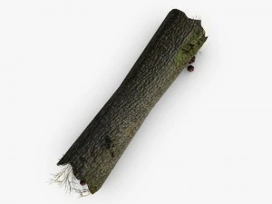 dead tree trunk with mushrooms 3D Model