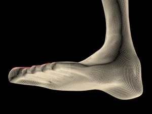 Female feet 01 3D Model